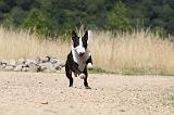 BULL TERRIER 059
